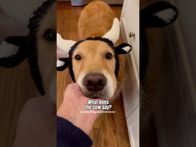 My DOG sounds like a COW  #goldenretriever #funny
