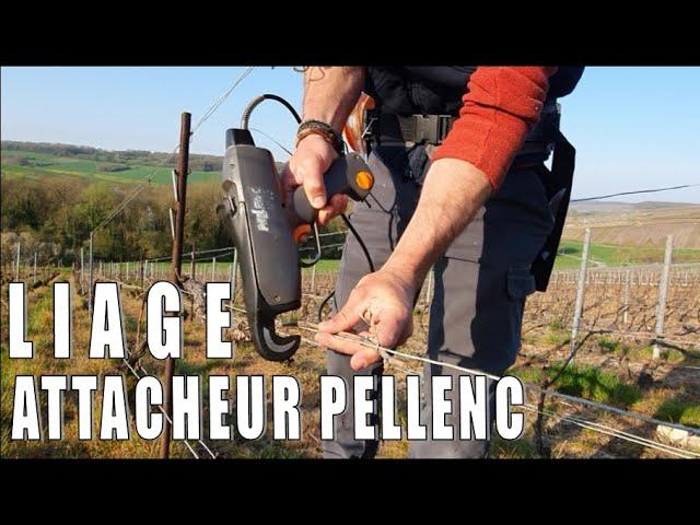 Liage en Champagne avec l'attacheur PELLENC - 2020