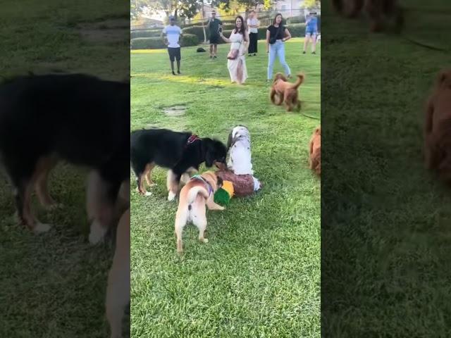 Doggy’s piñata completed the doggy’s party  #fun #dog #pug #cute #doglover