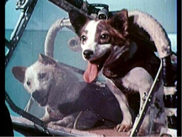 Животные в космосе. Animals in Space.