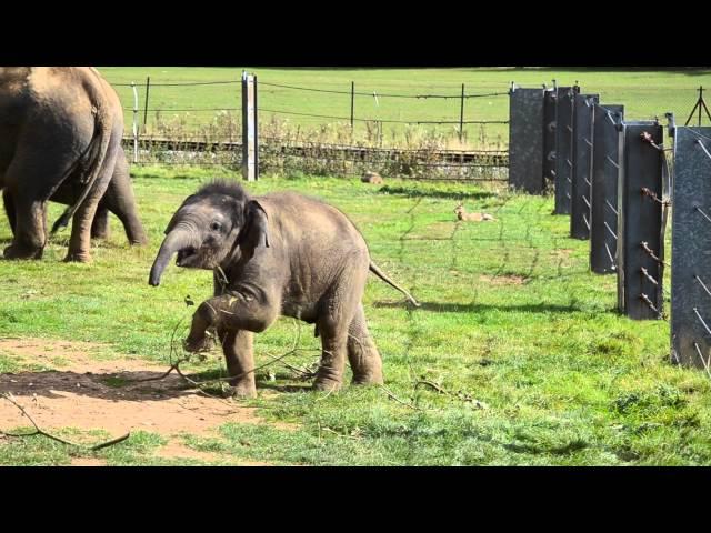The Elephants