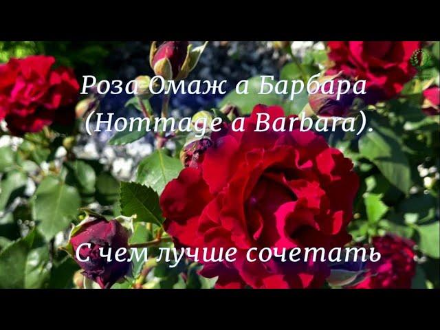 Роза Омаж Барбара. С чем лучше сочетать. Питомник растений Е. Иващенко.