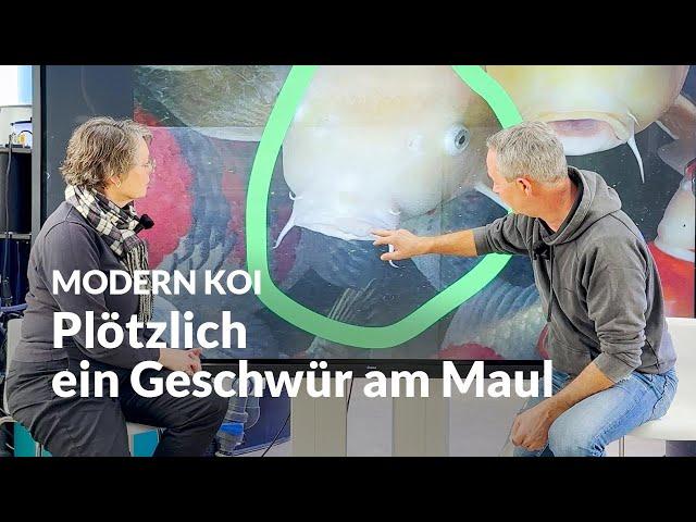 Karpfenpocken oder doch was schwerwiegenderes? | Modern Koi Blog #7250