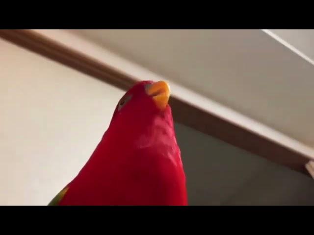 КРАСНЫЙ ПОПУГАЙ 10 ЧАСОВ МЕМ HD. RED BIRD - 10 HOURS MEME HD!!!