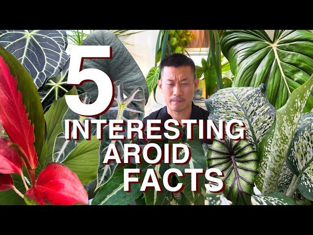 5 Interesting Aroid Facts That Will Surprise You!