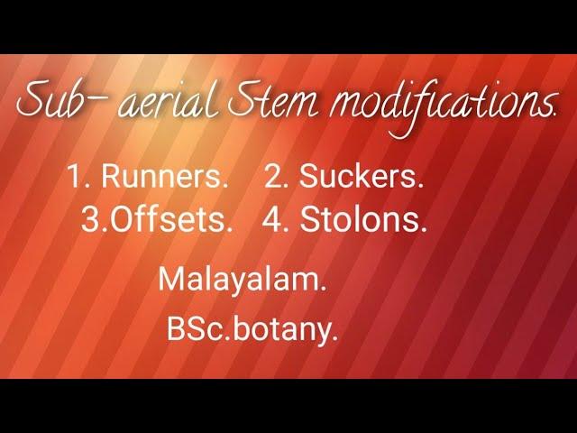 Sub- aerialstem modifications -Runners,Suckers,Offsets, Stolons.BSc.Botany