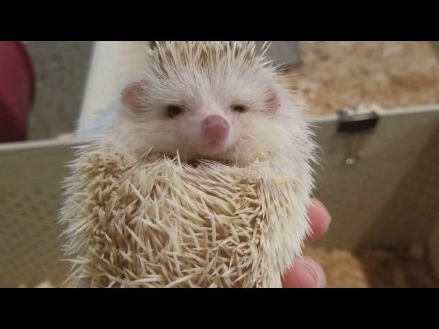 Otsego Hedgehogs Available babies