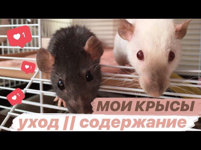 МОИ КРЫСЫ  || УХОД и СОДЕРЖАНИЕ: клетка моих крыс))