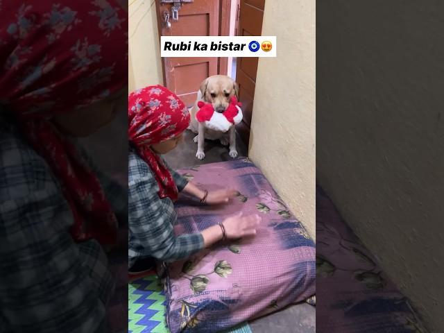 Rubi ka bistar  || labra rubi || #youtubeshorts #shorts #labrador #dog #funny #memes #cute #song