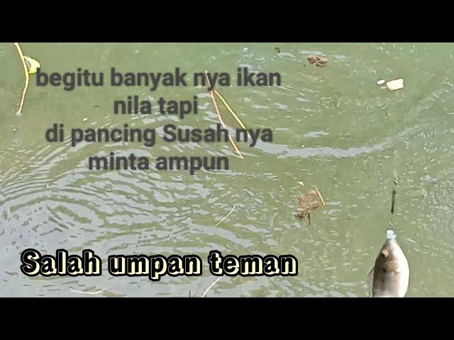 Banyak nya ikan nila tapi susah nya mintak ampun di pancing Short vidio youtuberr,Short Short