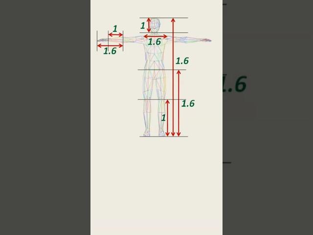 #golden  #ratio  in #humanbody  #instagram #maths #trick