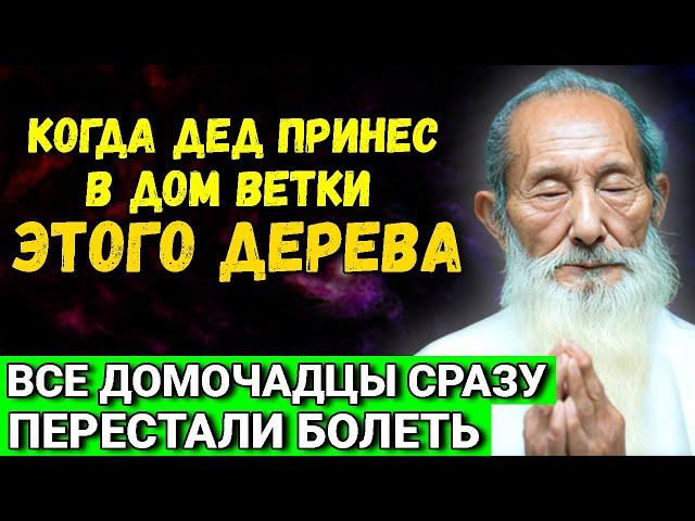 Из дома уйдут ссоры, ругань  и болезни! Принесите в дом ветки этого дерева