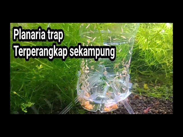 cara buat jebakan planaria untuk aquascpe # how to make a planarian trap for a beginner aquascape