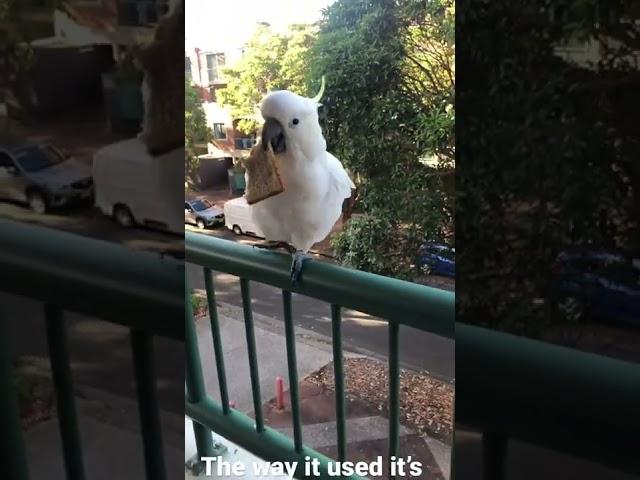 The way it used its hand  #bird #cockatoo #shorts