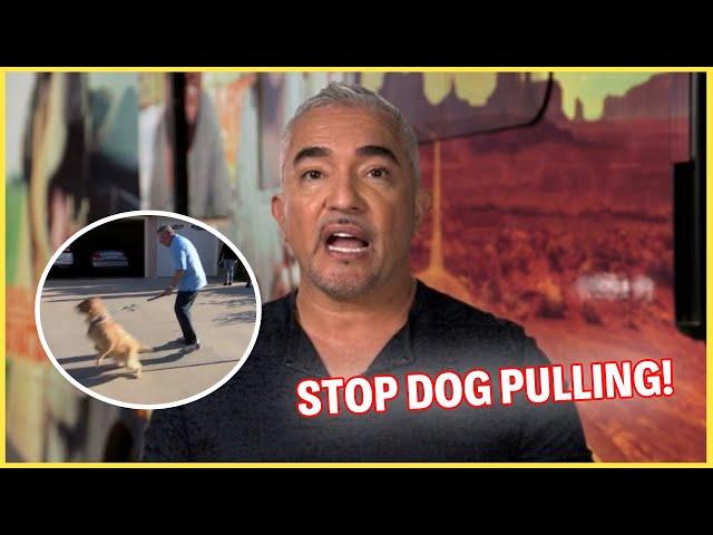 How To Stop Dogs From Pulling Their Leash | Dog Nation Episode 1 - Part 3