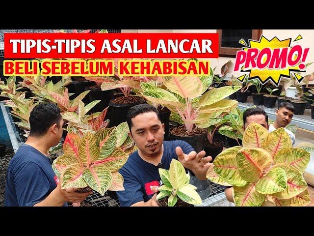 TIPIS-TIPIS ASAL LANCAR‼️ Aglonema harga spesial, beli sebelum kehabisan ~ 617