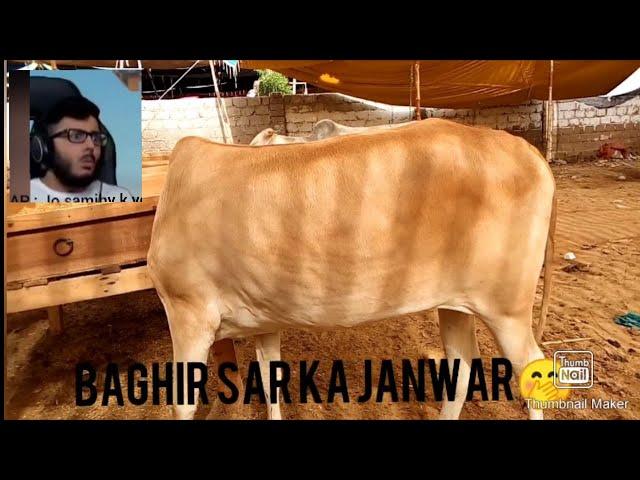 Baghir sar ka janwar in jauhar.?? Is this news real or not | I revel it | zainwahabofficial | watch