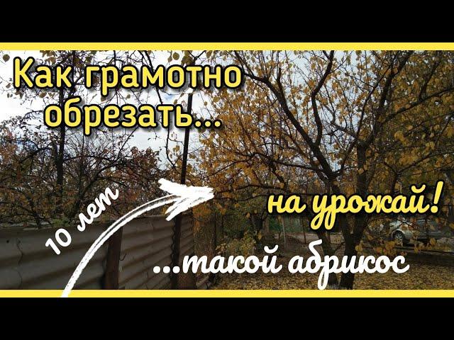 Обрезка АБРИКОСА 10 лет НА УРОЖАЙ!Как обрезать абрикос НА ПЛОДОНОШЕНИЕ грамотно?