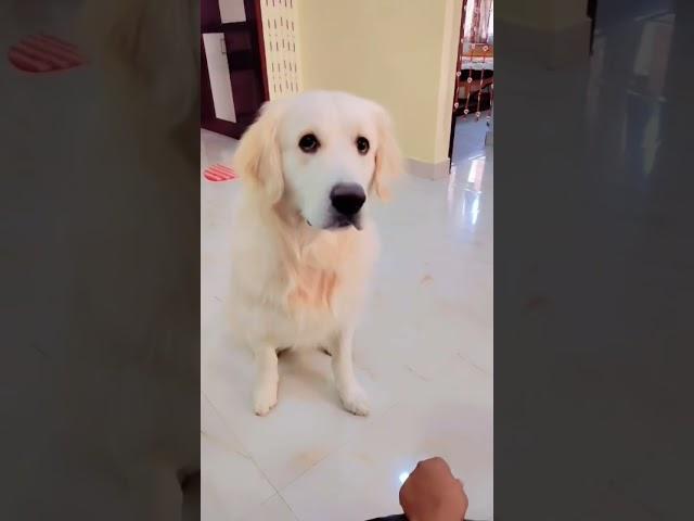Corby cute expressions #lab #labrador #goldenretriever  #corby #dog #petlover #pets #retriever