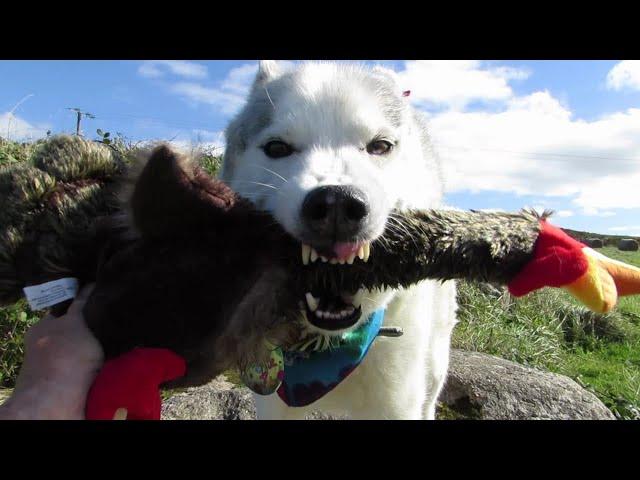 HAPPY BIRTHDAY NOOK ~ Husky gets his very own TURKEY friend ~ Part 1~ Gift opening to follow ..