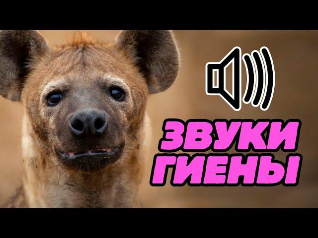 Звуки гиены: как смеётся гиена