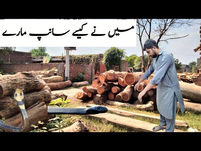 How I killed the snake in the wood market | Afzal family Vlog