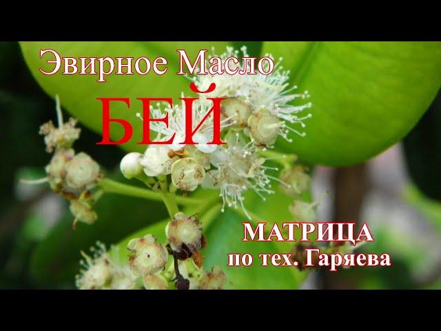 Эфирное масло БЕЙМатрица ГаряеваBay essential oilHealing Matrix of Peter Garyaev