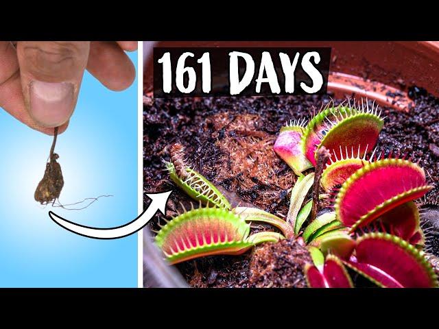 Growing Venus Fly Trap Plant Time Lapse (161 Days)