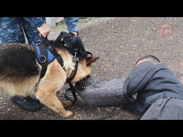 Сегодня профессиональный праздник отмечают сотрудники службы охраны уголовно-исполнительной системы