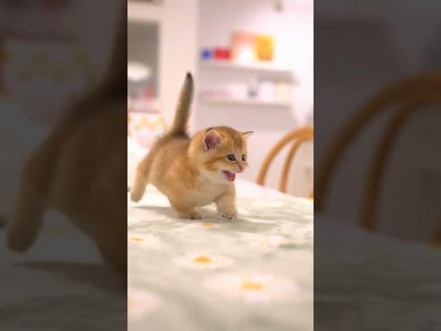 ketty cat#viral #kittencomedy #viral #cat #cute