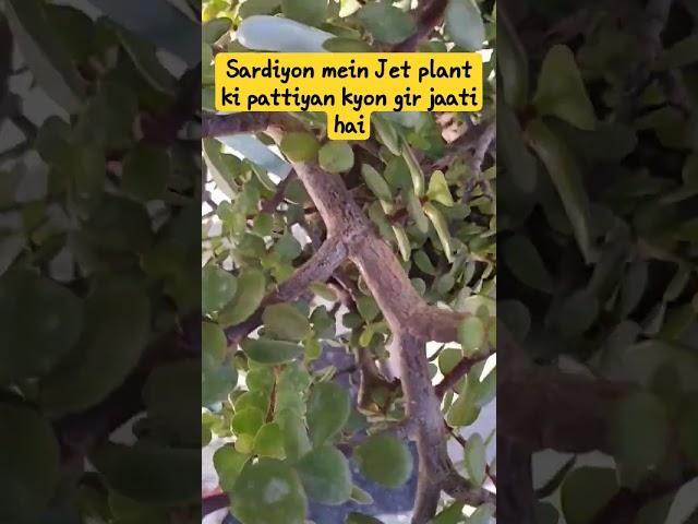 jed plant ki pattiyan sardiyon mein kyon girti hai| #garden #trending #indoorplants #gardeningideas