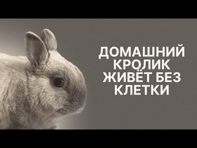 Домашний кролик живёт без клетки