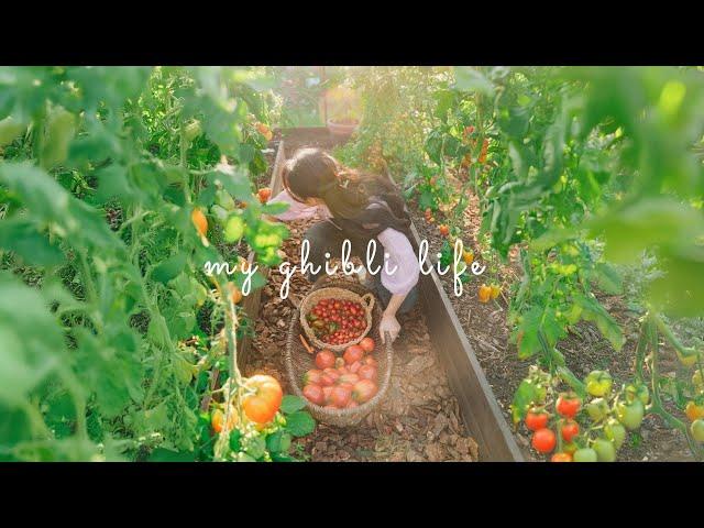 #158 Ghibli in real life: Harvesting pears, pear bread, vegetables garden…