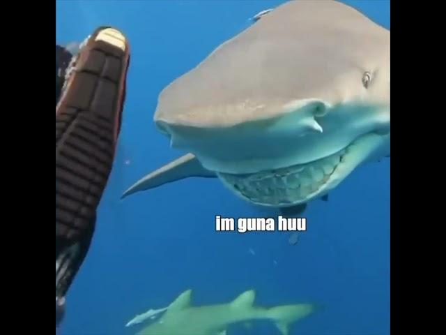 Strange Shark