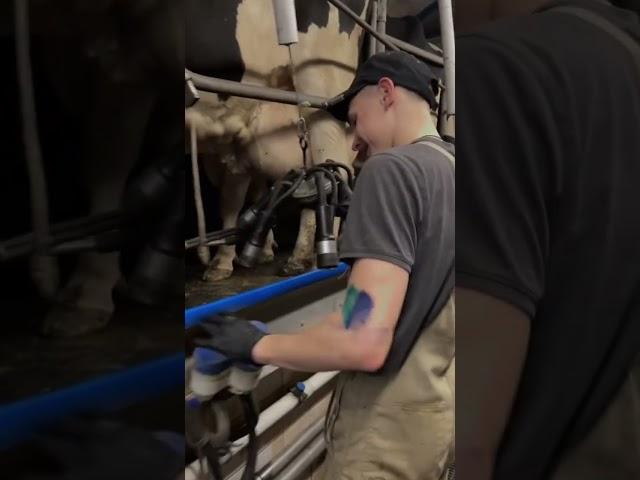 Guy milking cows  #cows #farm #milking