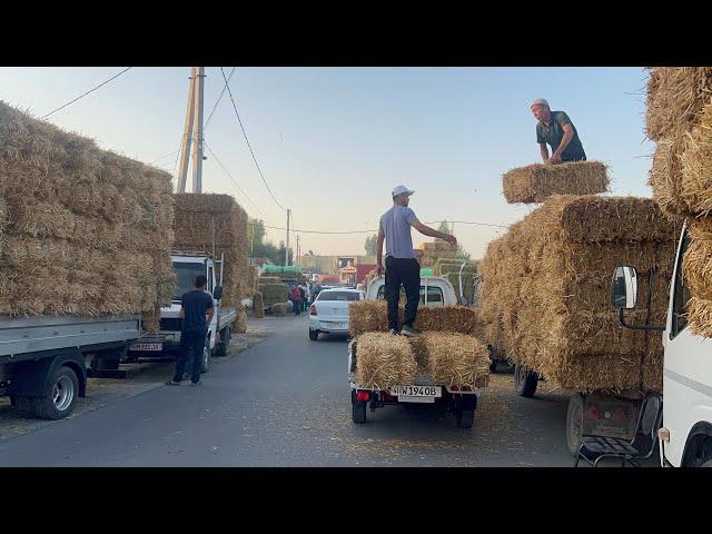 Hashak bozori bugungi narhlar bilan tarnishing 7.05.2025yil