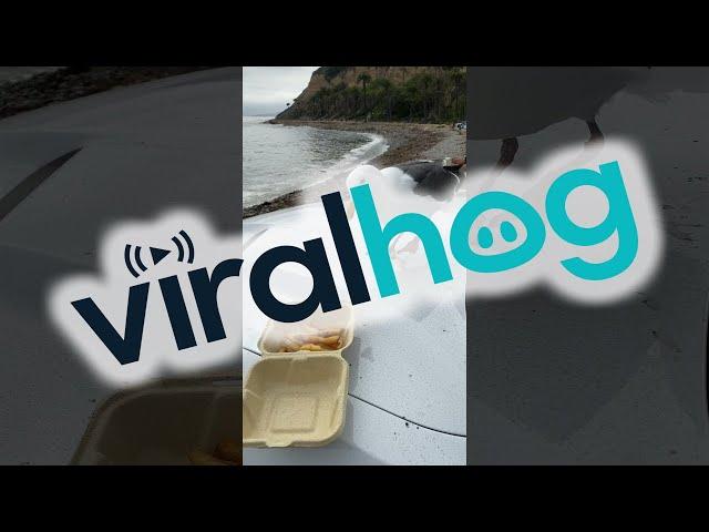 Seagull Isn't Shy When it Comes to Fries || ViralHog