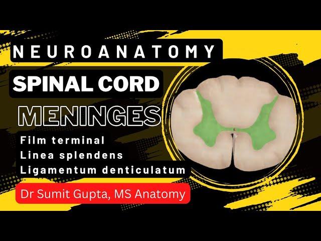 SPINAL CORD : Part-1 | Features | Meninges |