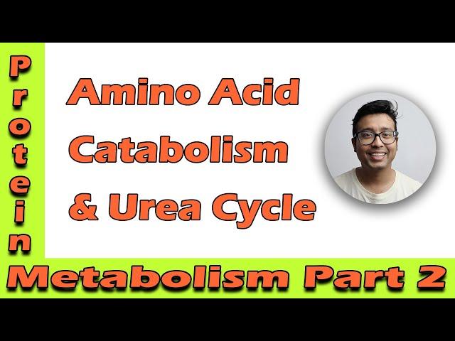 Amino acid catabolism and Urea cycle.