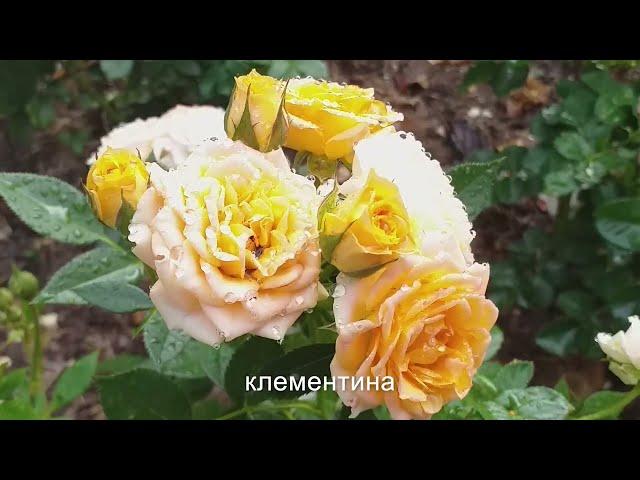 РОЗЫ ДЛЯ ПЕРЕДНЕГО ПЛАНА