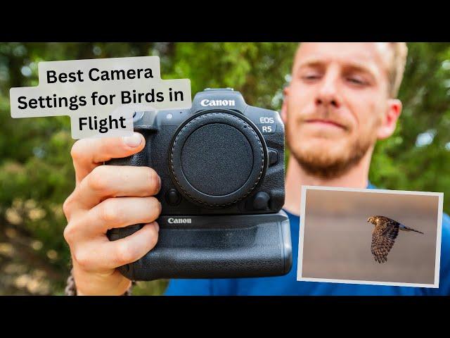Best Autofocus Settings to Photograph Birds in Flight. How to get the Best Results with your Camera