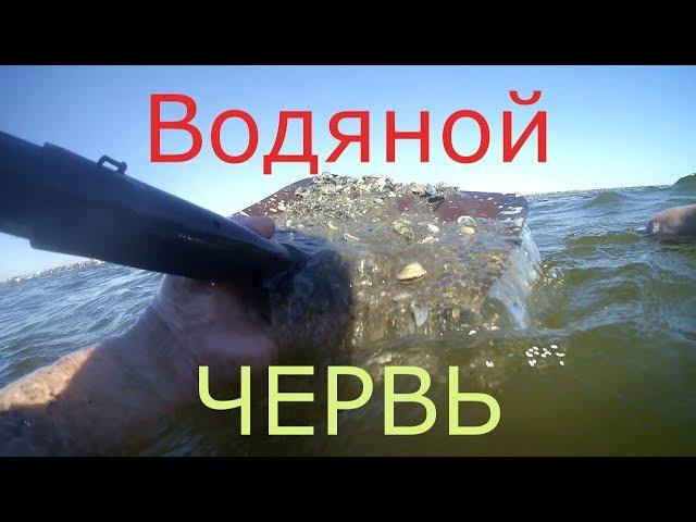 Копаем Водяного Червя/На Карася/Среда Обитания Водяного Червя