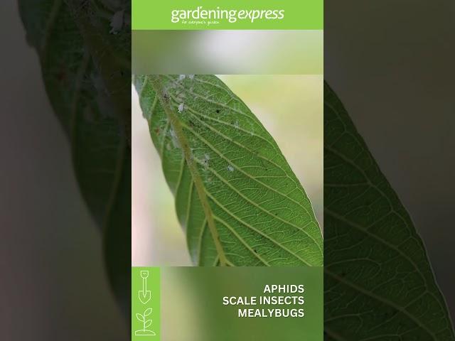 Identify & Control Garden Pests