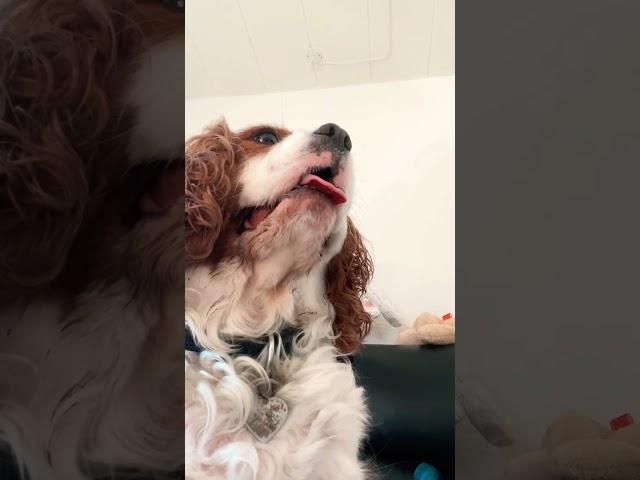 The funniest dog video everListen to me now 