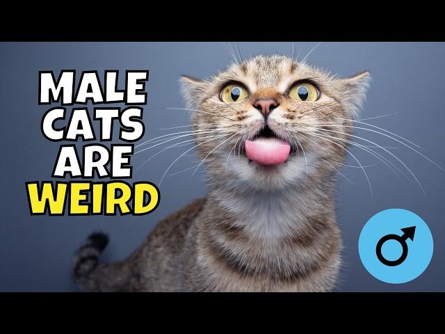 6 Super Weird Male Cat Behaviors (#2 Stinks)