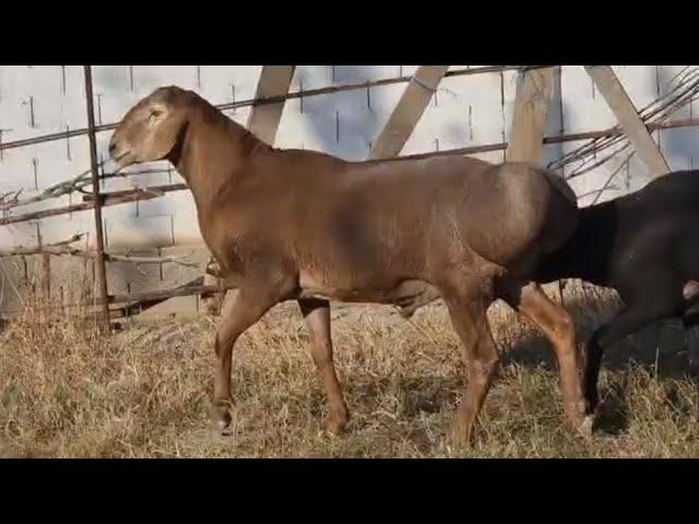 Sotiladi Andijonda +998887009033 | Rams for sale