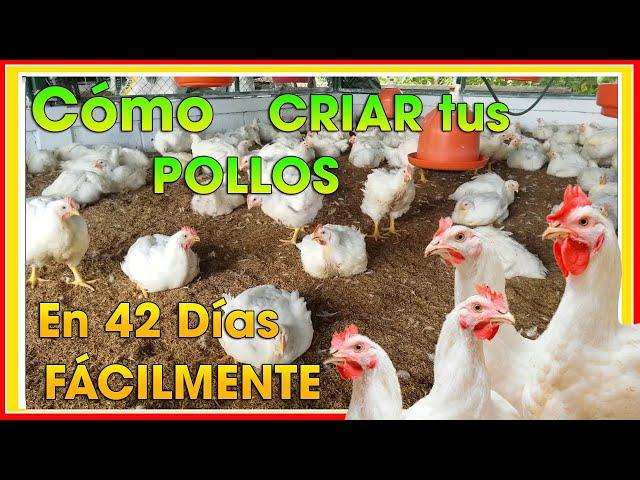 CÓMO criar POLLOS de engorde en 42 días ǀ Ing  Jannin Hernández Blandón