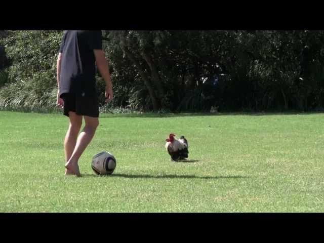 Chicken playing soccer