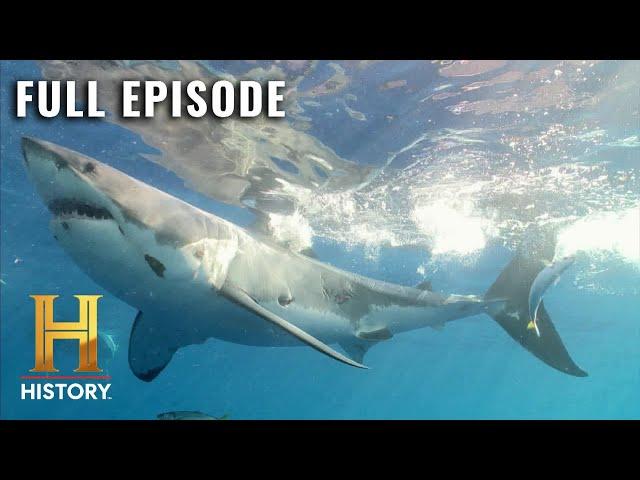 Monster Sharks: Ocean's Deadliest Killers | MonsterQuest (S4, E1) | Full Episode