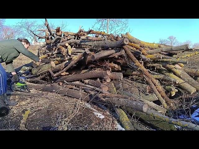 I Have Hit The Firewood Jackpot